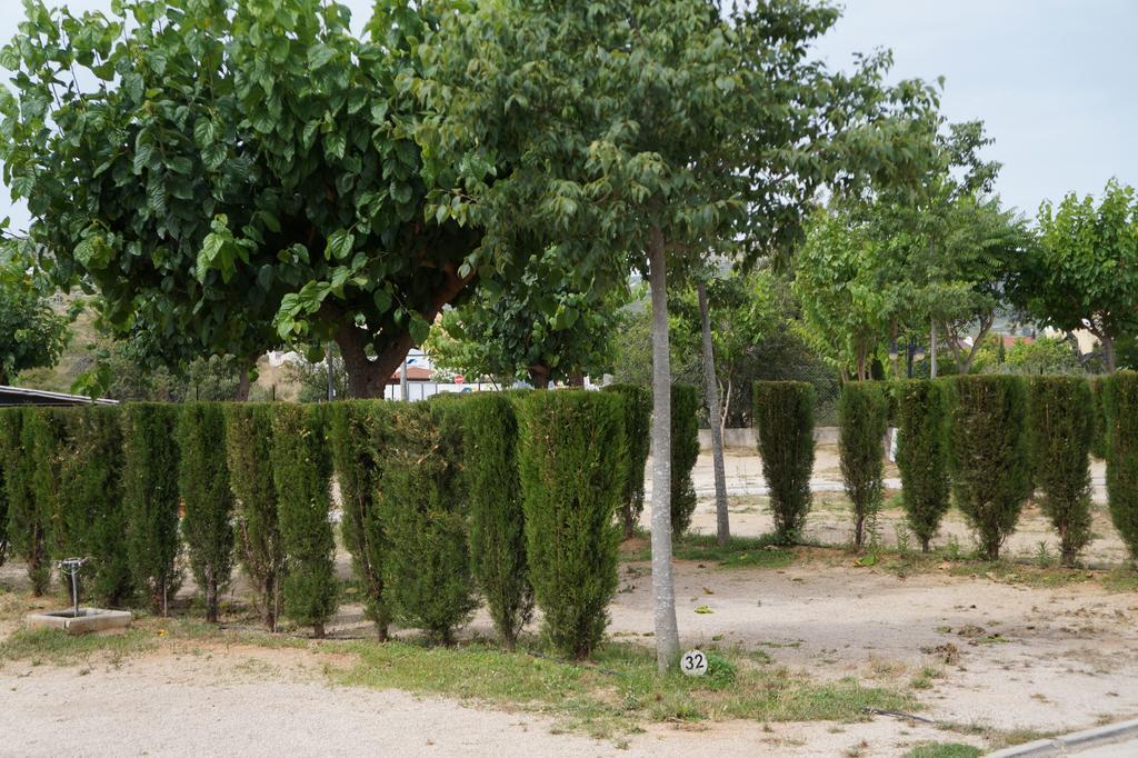 Pinos Peñíscola
